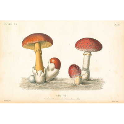 French Mushrooms I - Wrapped Canvas Print