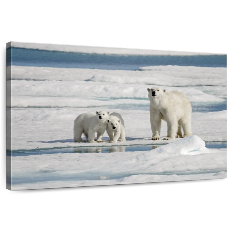 Ours polaires Brampt Longyearbyen, H 8 po x l 12 po