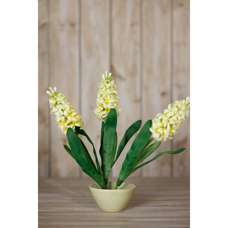 Hyacinth Stem, Yellow