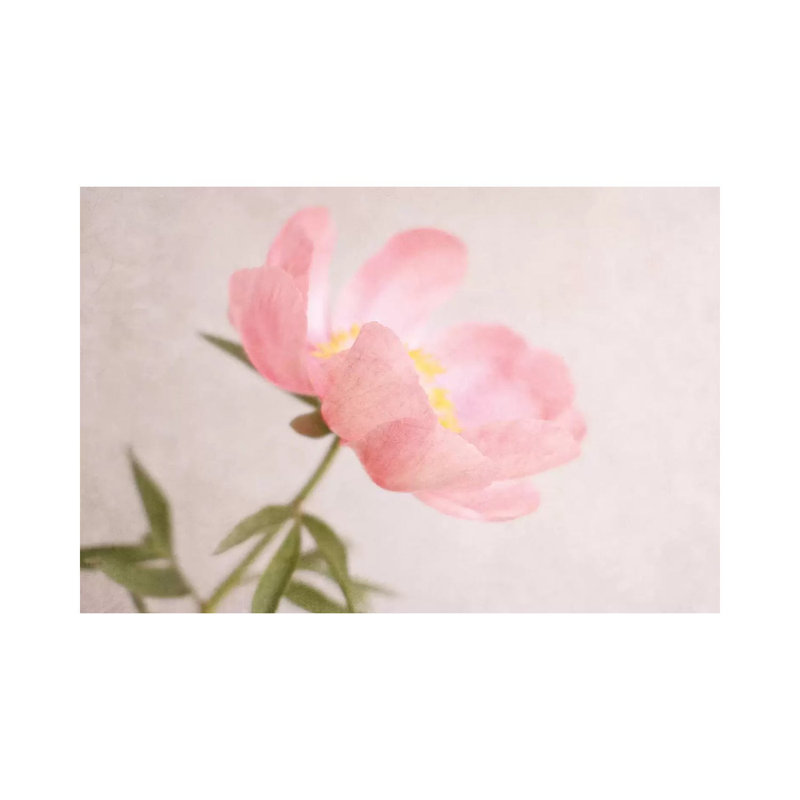 Soft Petals by Sarah Gardner - Gallery-Wrapped Canvas Giclée on Canvas, 30.48 cm H x 45.72 cm W, Canvas