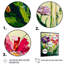 Fleurs sauvages rouges et mauves - reproduction sur toile-87369432-87369429