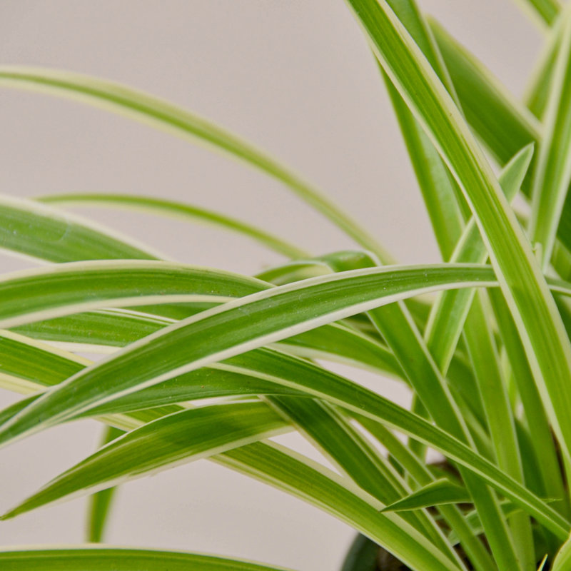 House Plant Shop Live Foliage Plant Low Maintenance Plant Rattan