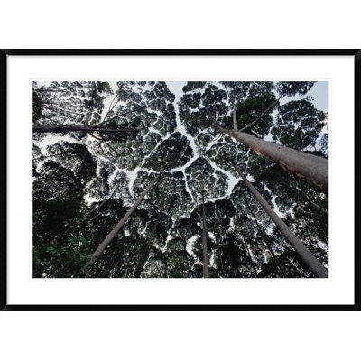 " Kapur Trees Showing Crown Shyness, Malaysia "