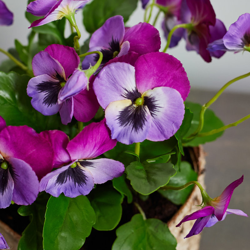 Arrangement floral Pansy en pot