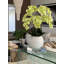 Arrangement floral orchidée phalaenopsis en pot-69148261