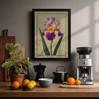 Bearded Iris Botanical - Framed Print