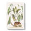Ground Squirrel by Mark Catesby - Wrapped Canvas Painting-55359581