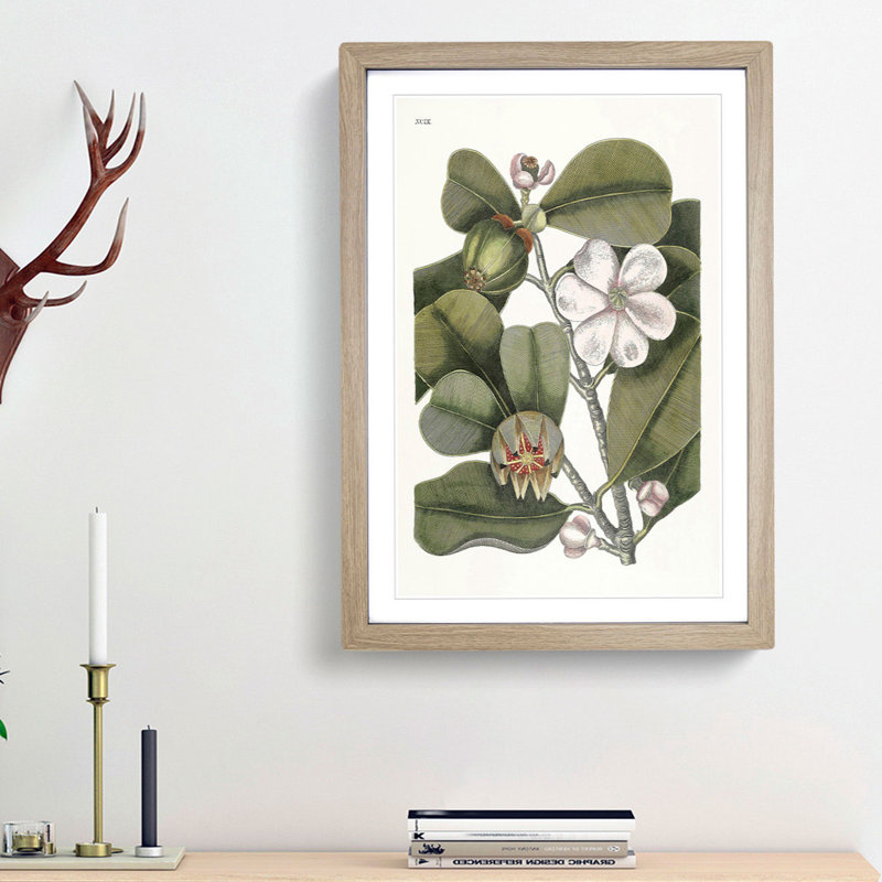 Balsam Tree Flowers by Mark Catesby - Picture Frame Painting Print, 65cm H x 48cm W x 2cm D, Oak Framed