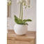 80cm Faux Plant in Cement Pot