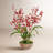Orchid Arrangement in Planter