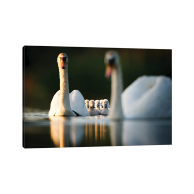 Swan Family by Mateusz Piesiak - Wrapped Canvas Print