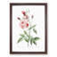 Pink Blush China Rose by Pierre-Joseph Redoute - Picture Frame Painting Print-55583705-55583704