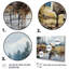 Sheep Reflection - reproduction sur toile-627148619-627148612