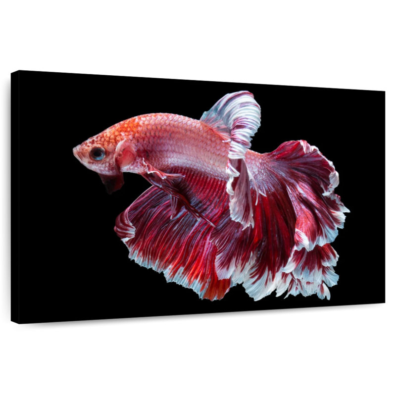 Red And White Betta Fish, 24" H x 36" W