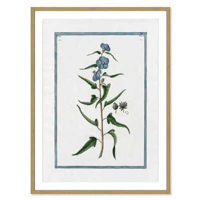 Colombe "Shabby Elegance Botanical I" Print