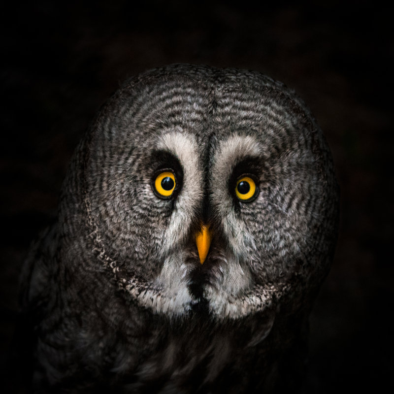 Great Grey Owl Portrait - Wrapped Canvas Print, 30cm H x 30cm W x 3.8cm D
