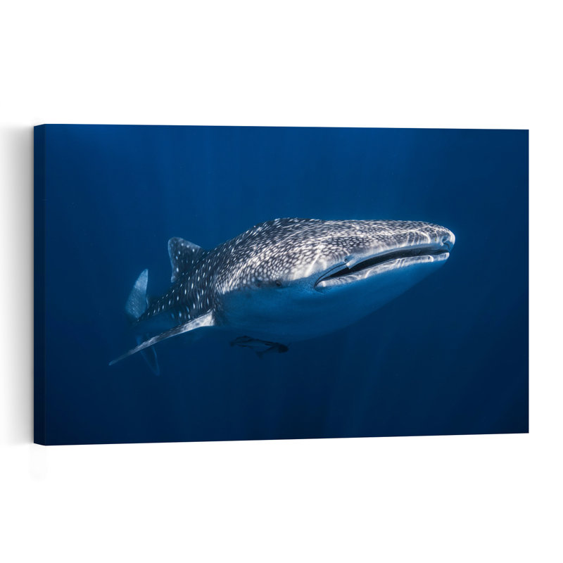 Deep Blue Whale Shark Abstract Contemporary Fish Shark Whale Landscape Nature Wall Art Print 1 Piece Wrapped Canvas Wall Art