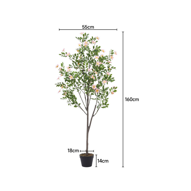 165cm Plant