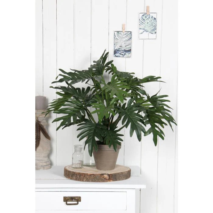 50cm Faux Philodendron Plant in Terracotta Pot