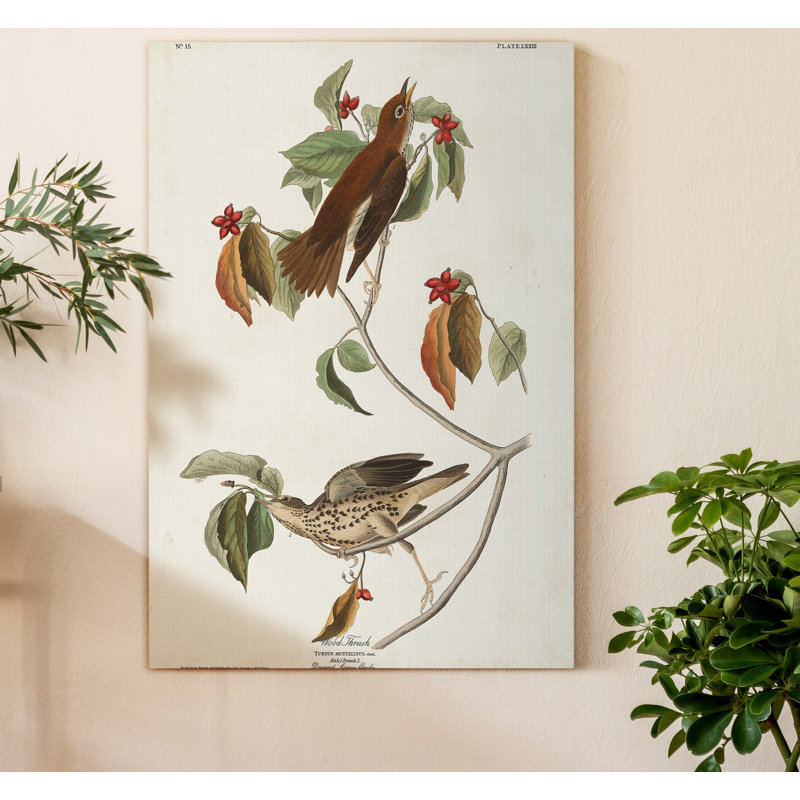 «Pl 73 Wood Thrush», reproduction d'art sur toile, H 20 po x l 16 po x P 1 po