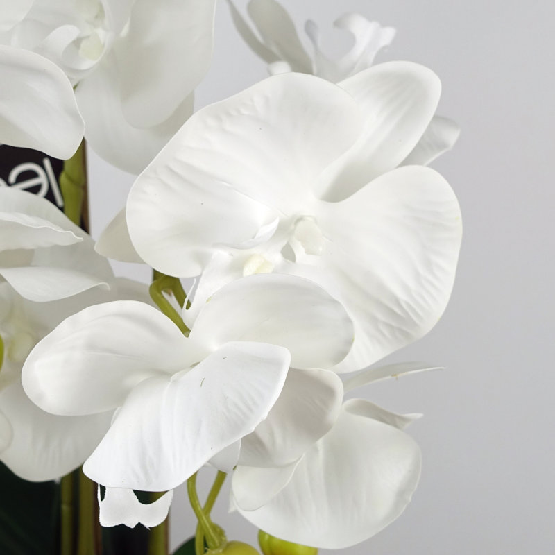 Anneus 60cm Plant