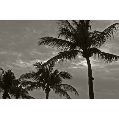 Palms at Night IV