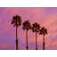 Purple Sunset With Palm Trees In Pacific Beach, San Diego Print by Brian Mc Clean-71202403-71202404