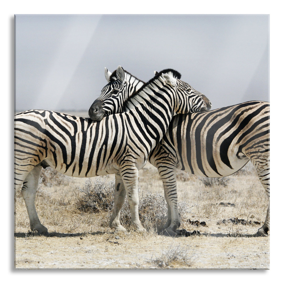 Glasbild Schmusende Zebras