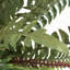 Faux Fern Plant in Pot-33205962-125762363