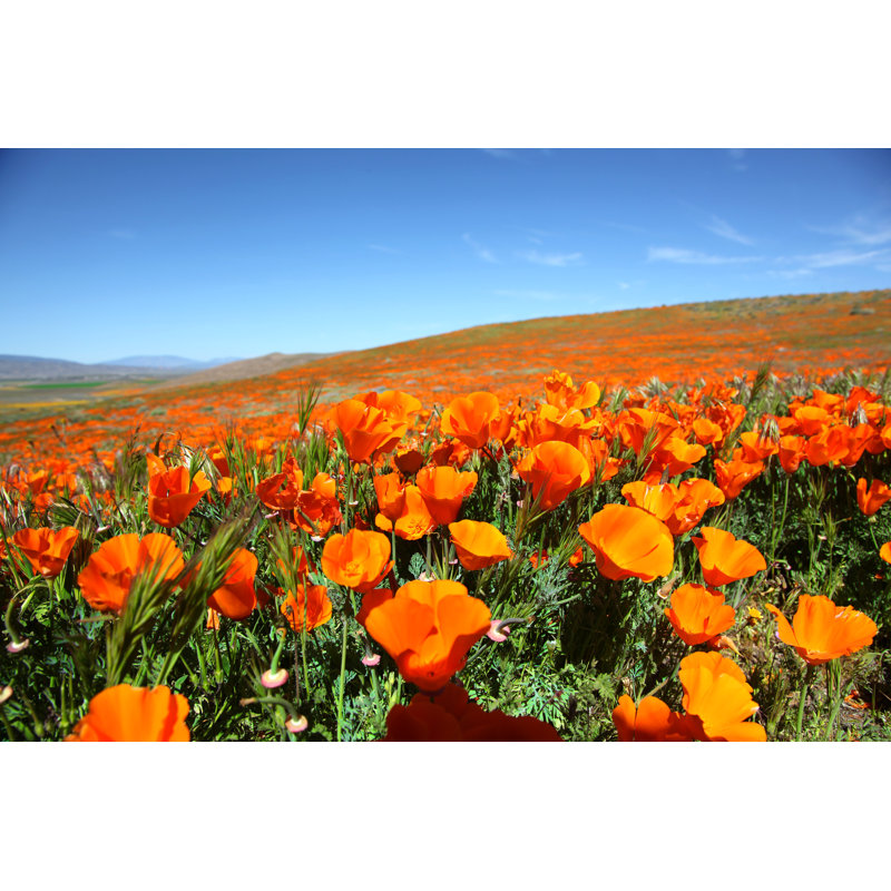 Super Bloom of Orange California Poppies par Try Media, H 20 po x l 30 po x P 1,25 po