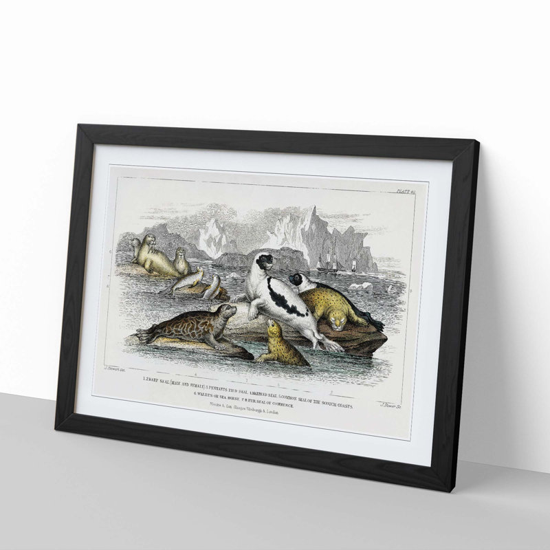 Seal Illustration by Oliver Goldsmith - Picture Frame Painting Print, Black Framed, 36cm H x 48cm W x 2cm D