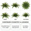 12 pièces plante de fougère de Boston