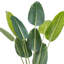 60 plantes