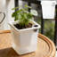 Arrosoirs carrés translucides pour plantes grasses et petites plantes