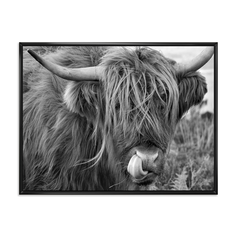 «Scottish Cow on Moorland II» - photographie sur toile, H 24 po x l 32 po x P 1 po, Cadre flottant noir