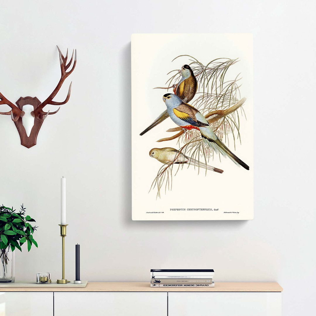 Golden-Backed Parakeets by Elizabeth Gould - Wrapped Canvas