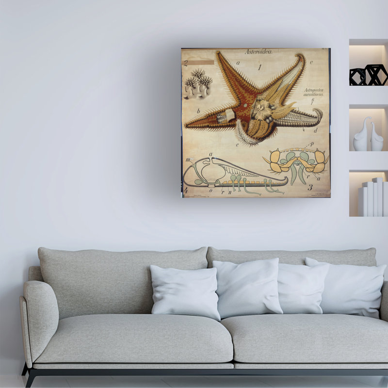 «Paul Pfurtscheller Astropecten, No. 11, Pfurtscheller», art mural, H 14 po x l 14 po