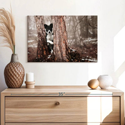 Border collie ludique