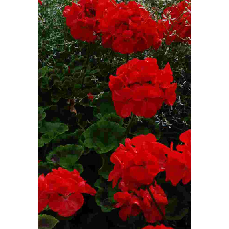 Photographie de fleur rouge rubis - photographie sur toile tendue, H 18 po x l 12 po