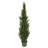 Faux Cedar Tree in Pot-23397532