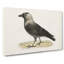 Western Jackdaw by Von Wright - Wrapped Canvas Print-55305069
