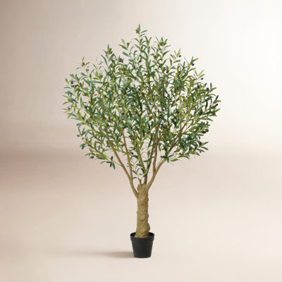 Aldis Olive Tree in Pot