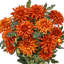 Ensemble de 19 po UV Autumn Mum-898554484