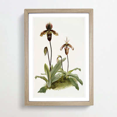 Magnolia Flowers Illustration Tab. 43 by Frederick Sander - Picture Frame Painting Print