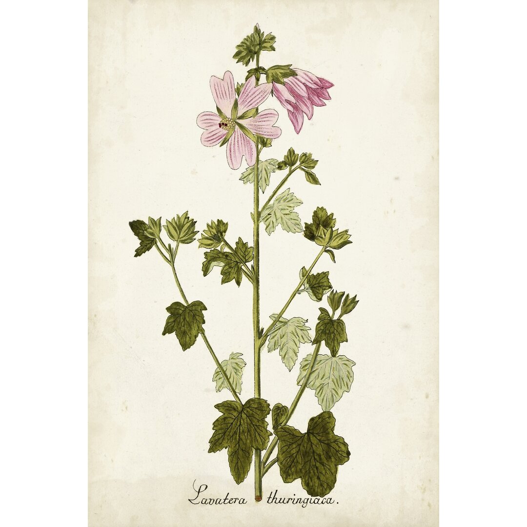 Leinwandbild Antique Herb Botanical V