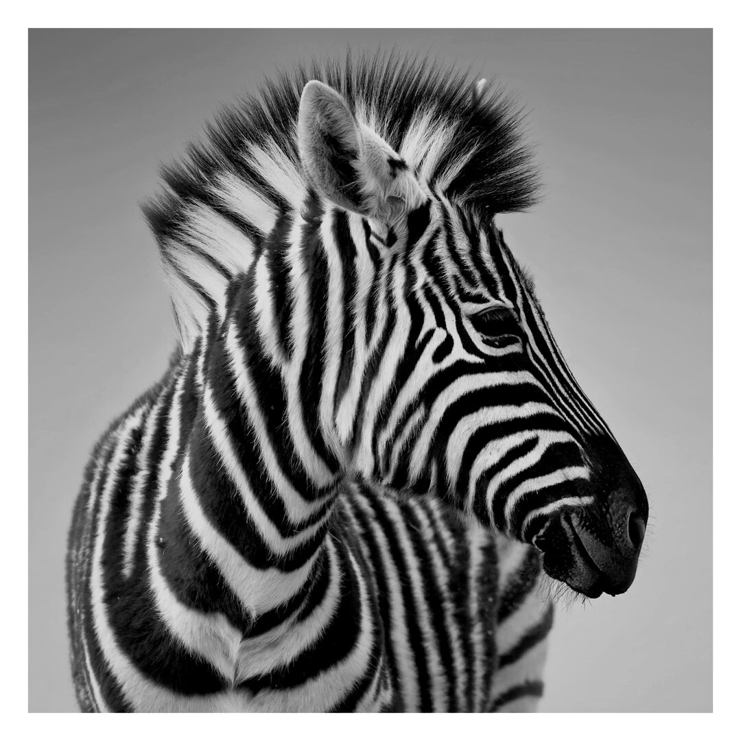 Strukturierte Tapete Zebra Baby Portrait II 1,92 m x 192 cm