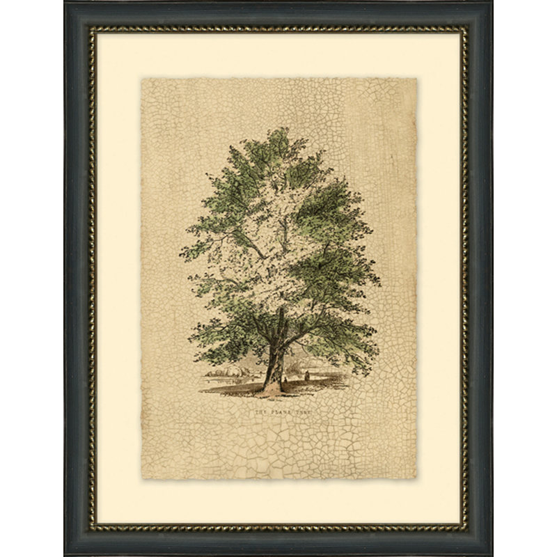 «The Plane Tree» - Cadre photo, impression sur papier