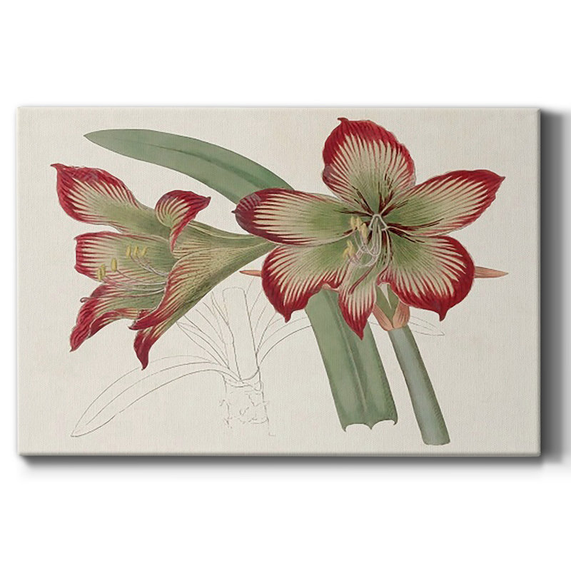 Amaryllis Varietals IV Premium Gallery Wrapped Canvas - Ready to Hang, 18" H x 27" W