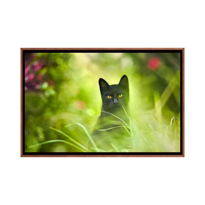 Black Cat by Ben Heine - Print on Canvas, Classic Brown Wood Framed, 101.6 cm H x 66.04 cm W