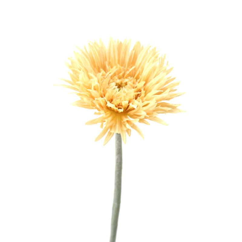 Daisy Arrangement